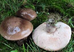 Image of Tylopilus plumbeoviolaceus (Snell & E. A. Dick) Snell & E. A. Dick 1941