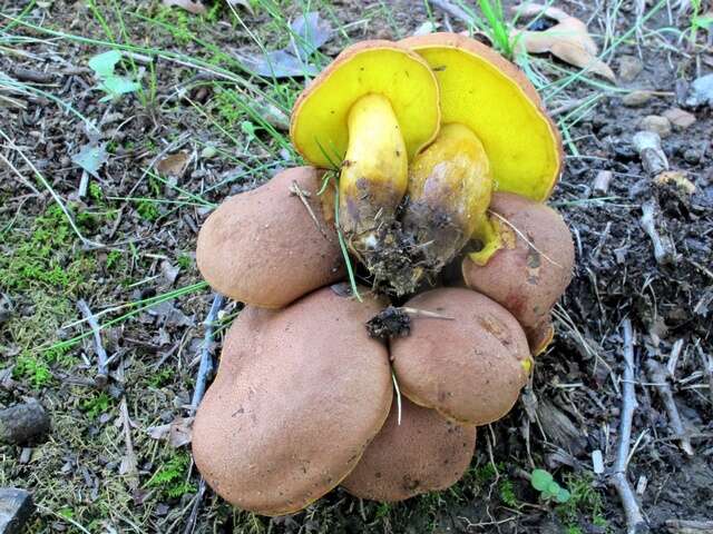 Image of Aureoboletus innixus (Frost) Halling, A. R. Bessette & Bessette 2015