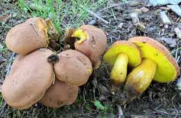 Image of Aureoboletus innixus (Frost) Halling, A. R. Bessette & Bessette 2015