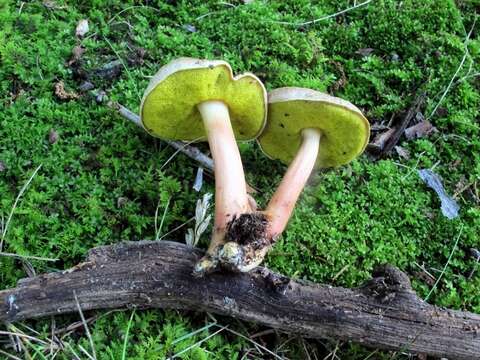 Image of Aureoboletus auriporus (Peck) Pouzar 1957