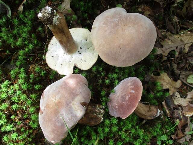 Imagem de Tylopilus rubrobrunneus Mazzer & A. H. Sm. 1967