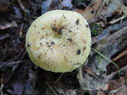 صورة Russula pulverulenta Peck 1902