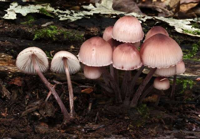 Image of Mycena