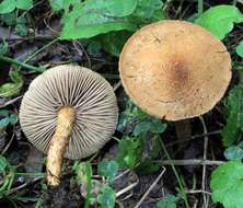 Imagem de Inocybe unicolor Peck 1898