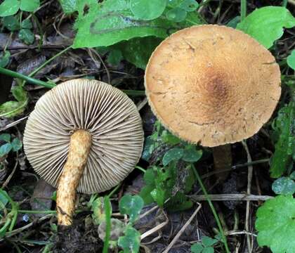 Image of Inocybe unicolor Peck 1898