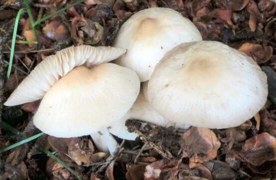 Image of Marasmius nigrodiscus (Peck) Halling 1983