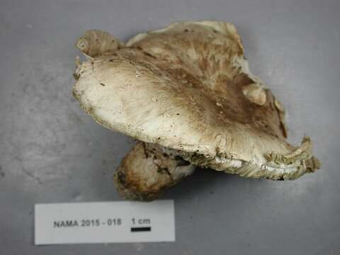 Слика од Tricholoma caligatum (Viv.) Ricken 1914