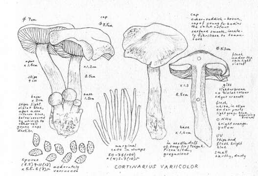 Imagem de Cortinarius variicolor (Pers.) Fr. 1838