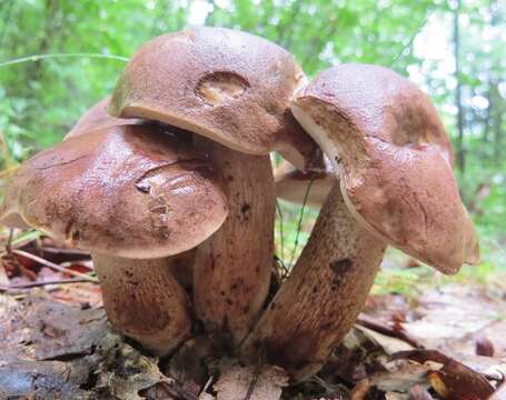 Image of Tylopilus