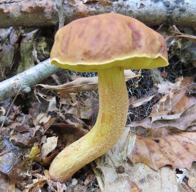 Leccinum rubropunctum (Peck) Singer 1947的圖片