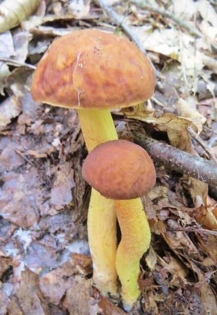 Leccinum rubropunctum (Peck) Singer 1947的圖片