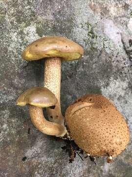 Image of Pseudoboletus