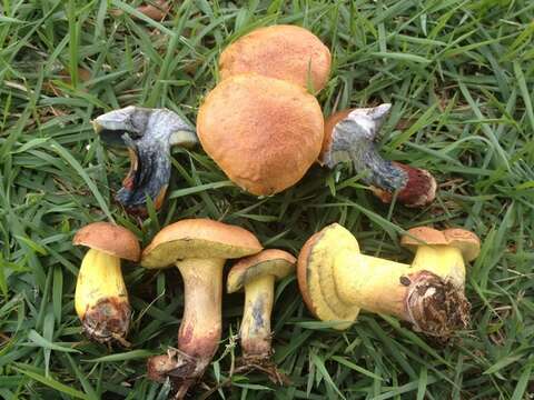 Imagem de Boletus luridellus (Murrill) Murrill 1938