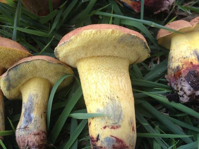 Image of Boletus luridellus (Murrill) Murrill 1938