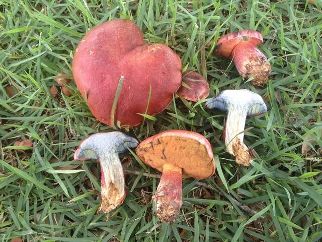 Image of Butyriboletus floridanus (Singer) G. Wu, Kuan Zhao & Zhu L. Yang 2016