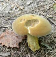 Image of Boletus durhamensis B. Ortiz, Bessette & McConnell 2016