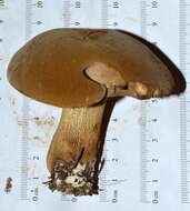 Image of Boletus durhamensis B. Ortiz, Bessette & McConnell 2016