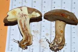 Sivun Boletus durhamensis B. Ortiz, Bessette & McConnell 2016 kuva