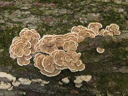 Image of Trametes