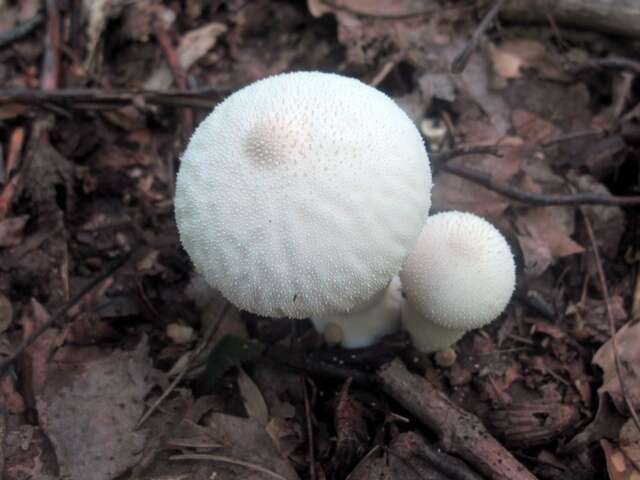 Imagem de Lycoperdon