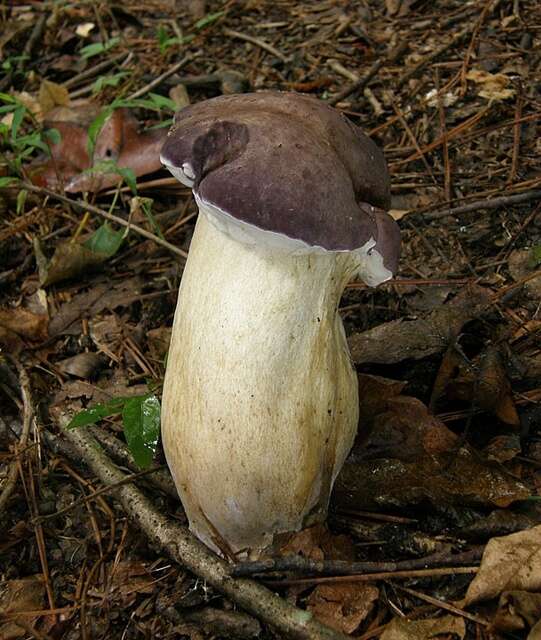 Image of Reddish brown bitter bolete