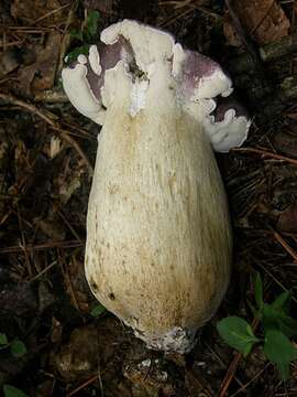 Imagem de Tylopilus rubrobrunneus Mazzer & A. H. Sm. 1967