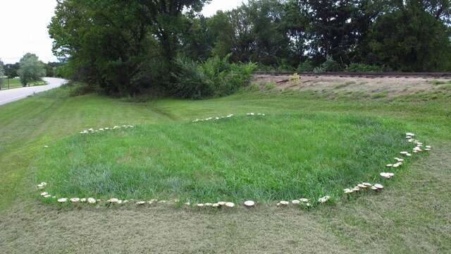 Image of Chlorophyllum