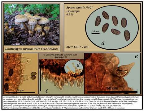 Imagem de Leratiomyces riparius (A. H. Sm.) Redhead 2014