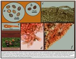 Image of Phaeomarasmius