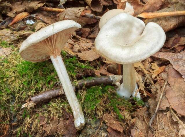 Image of Entoloma albogriseum (Peck) Redhead 1979