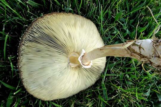 Image of Chlorophyllum