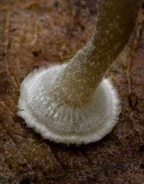 Image of Mycena stylobates (Pers.) P. Kumm. 1871