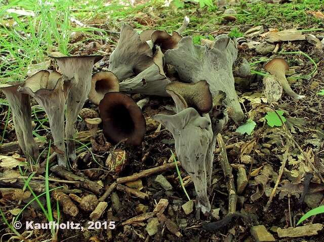 Image of Craterellus