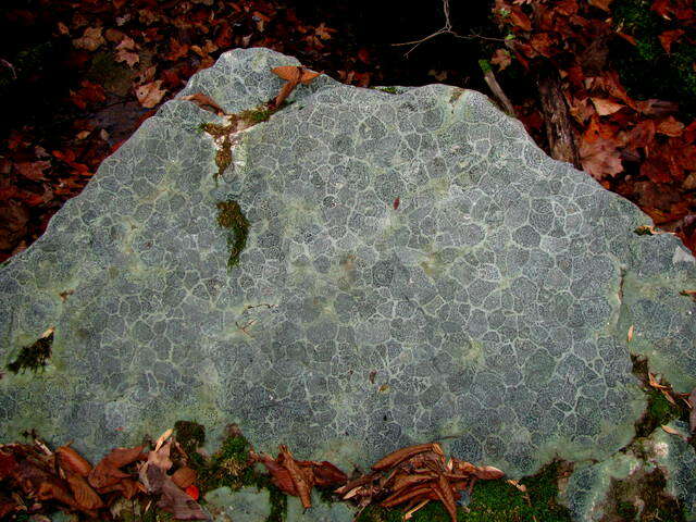 Image of porpidia lichen