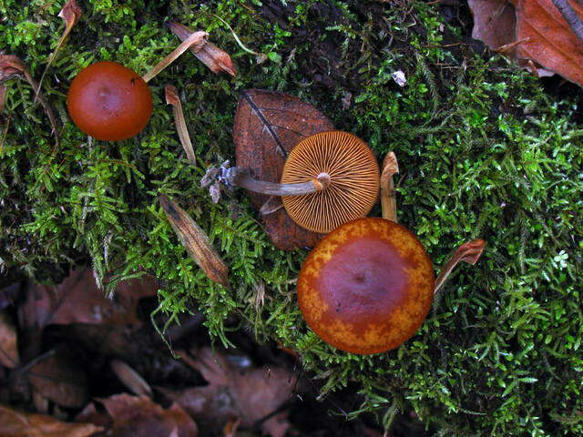 Image of Galerina