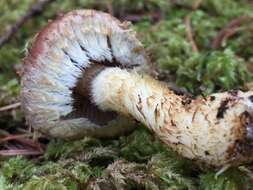 Hemistropharia resmi