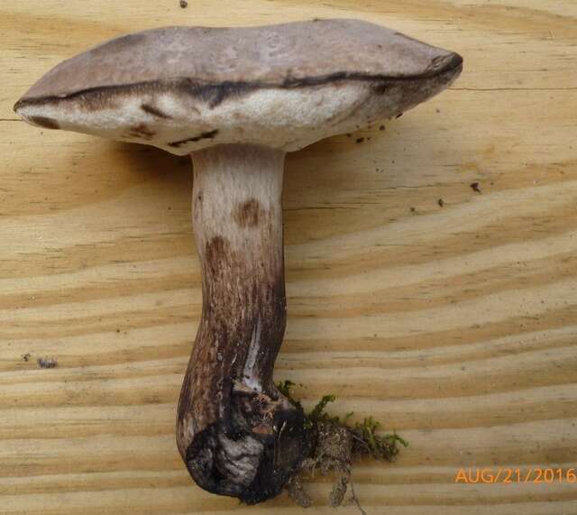 Imagem de Tylopilus