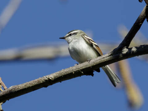 Image of Rufous-winged Tyrannulet