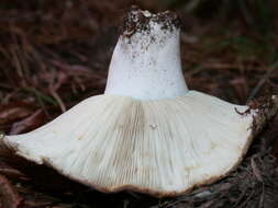 Russula brevipes Peck 1890 resmi