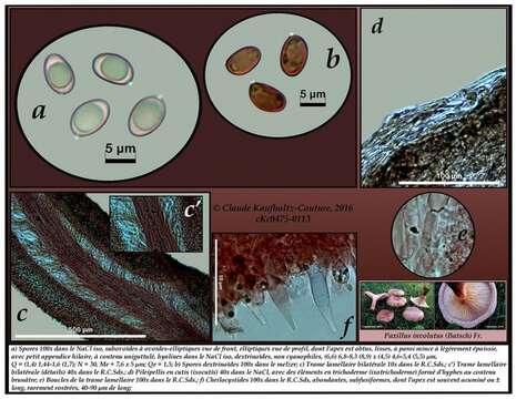 Image of Paxillaceae