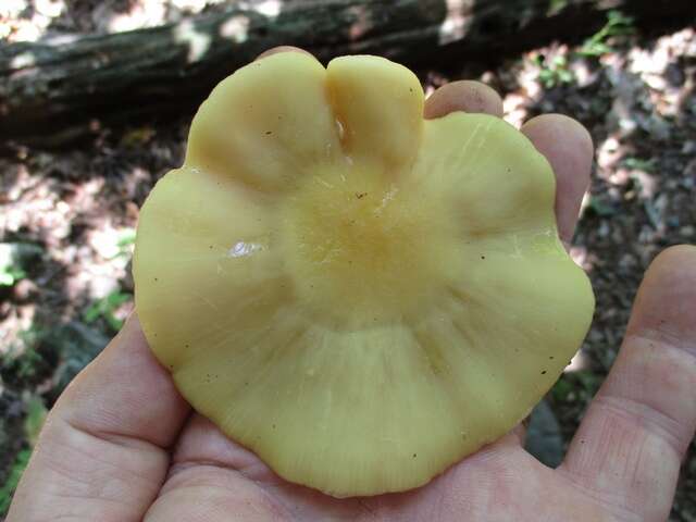 Image of Entoloma bicolor Murrill 1917