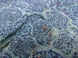 Image of porpidia lichen