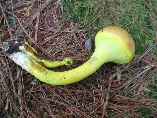 Image of Pulveroboletus