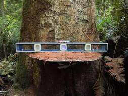 Image of Ganoderma