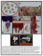 صورة Inocybe grammata Quél. 1880