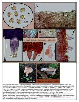 Inocybe grammata Quél. 1880 resmi