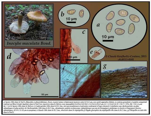 Imagem de Inocybe