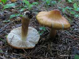 Imagem de Inocybe