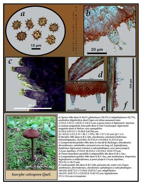 Image of Inocybe