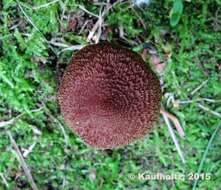 Image of Inocybe